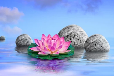 Water Lily Perfection   (