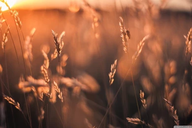 Golden Sun Rays Field HD Desktop Wallpapers : Widescreen : High ...