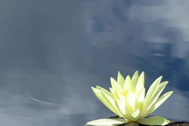Water Lily Paintings And Photos