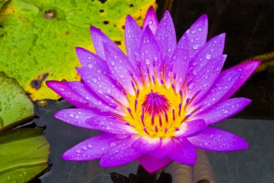 Purple Water Lily In High Quality Id: 3888   7HDWallpapers