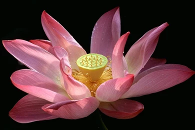 Desktop Wallpapers » Flowers Backgrounds » Water Lily, Taipei ...