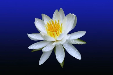 Desktop Wallpapers » Flowers Backgrounds » White Water Lily » Www ...