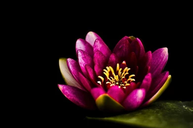 Water Lily In Pond On Dark Backgrounds Photograph By Alexandre Fundone