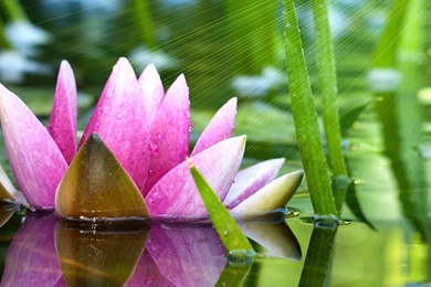 Download Wallpapers 2560x1024 Flower, Water Lily, Lotus, Water ...