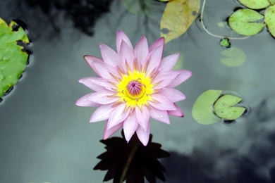 Desktop Wallpapers · Gallery · Nature · Dissolving A Water Lily ...