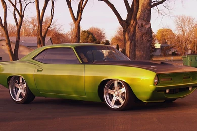 Barracuda Wallpapers