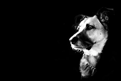Black ,dog,animal. Black Dog Wallpapers For Walls. 1920x1200px ...