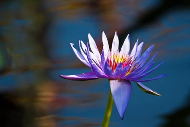 Lotus Flower Images And Wallpapers Download