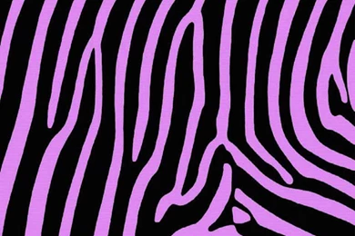 Purple Zebra Wallpapers   Wallpapers HD Base