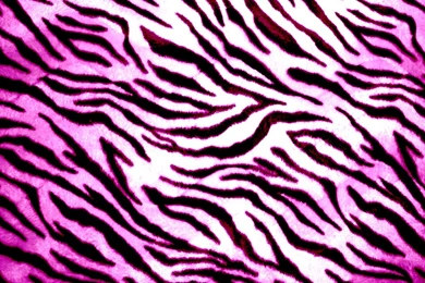Rainbow Zebra Wallpapers   Wallpapers Zone