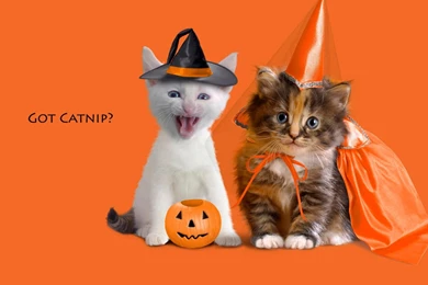 Halloween Cats Pictures   Wallpapers HD Wide