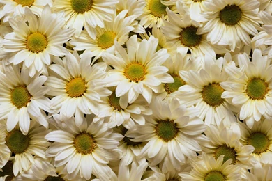 Wallpapers Tumblr White Daisies 2560x1440