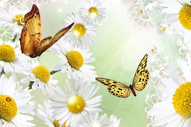 Outshine The Daisies >> HD Wallpaper, Get It Now!