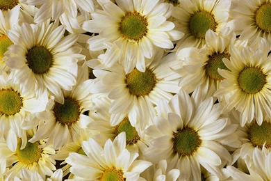 Desktop Wallpapers · Gallery · Nature · Daisies (Bellis Perennis ...