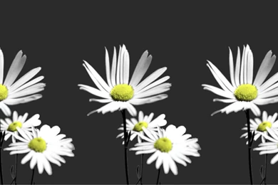 Delicate Daisies Wallpapers Photo By Aprila220