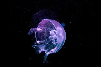 Jellyfish   Deep Blue Sea HD Desktop Wallpapers : High Definition ...