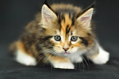 Cute Cats Gif   Wallpaper.