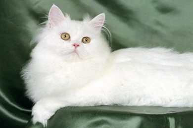 Beautiful Cute Cat – See HD Wallpapers