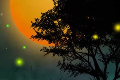 Live wallpapers for android Forest Live Wallpaper 2.jpg