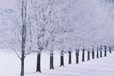 Winter Wallpapers Snow Tree Lined