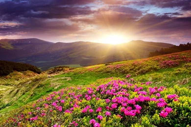 27 Wallpaper: Sunset In Flower Field 804 :: Sunset Field Hd Wallpapers