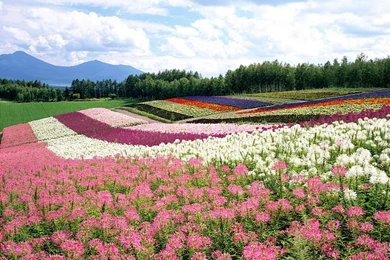 Flowers For Flower Lovers.: Flowers Sceneries Wallpapers.