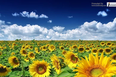 Beautiful Summer Scenery   Photo 236 Of 413