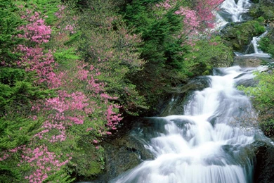 Flowers For Flower Lovers.: Flowers Sceneries Wallpapers.