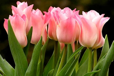 Beautiful Flower Scenes