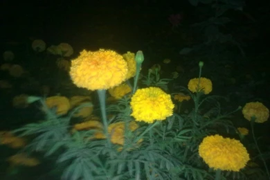 Yellow Flowers Sceneries Wallpapers Hd Size Wallpaper Backgrounds ...