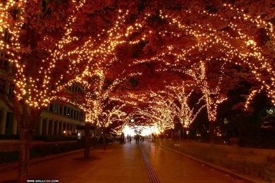 Christmas Light Displays Photo Wallpapers 95   Wallcoo.net