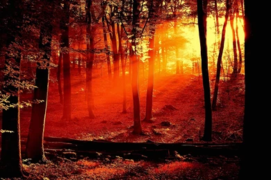 Nature Wallpapers Free Download