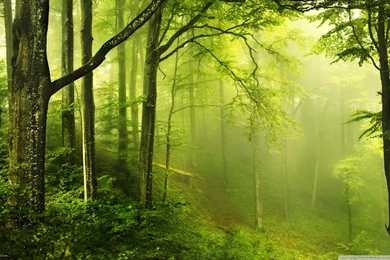 Beautiful Green Forest HD Desktop Wallpapers : High Definition ...