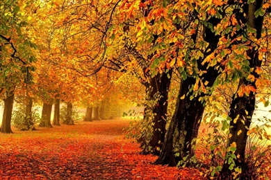 Golden Colors In The Forest HD Wallpapers