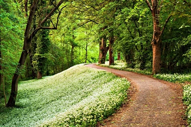 Path Forest HD Wallpapers