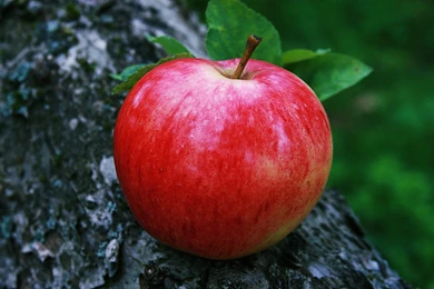 Apple Fruit Hd Backgrounds