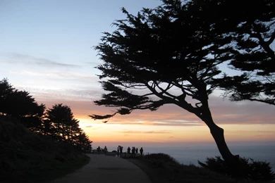 Exploring The Room Of The Wolfmother Wallpapers