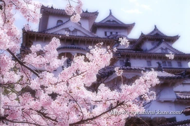 Japanese Temple Pictures