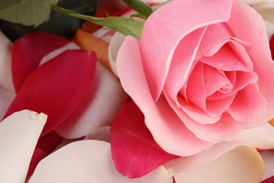 Pretty Rose Backgrounds   Wallpapers Zone