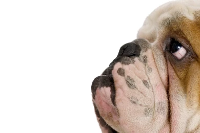 Funny Dog Wallpapers Hd