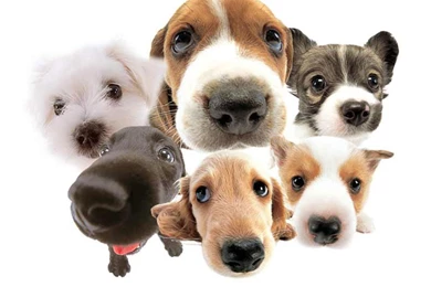 Funny dog wallpaper desktophd wallpapers