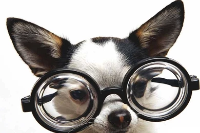 Funny Dog Wallpapers For Iphone