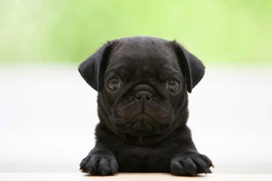 Funny Dog Wallpapers For Iphone