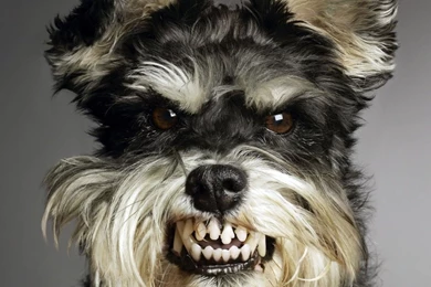 Funny Dog Wallpapers   ABestHdWallpapers.Com