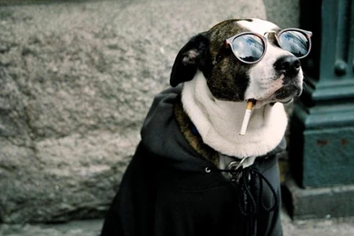 Funny Dog Wallpapers Hd Best HD Desktop Wallpapers 1080p HD Wallpapers