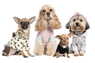 Funny Dog Wallpapers