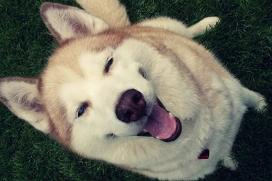 Funny Dogs Wallpapers » WallDevil   Best Free HD Desktop And Mobile ...