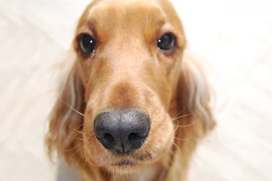 Funny Dog Look Wallpapers 650562   PetPictures