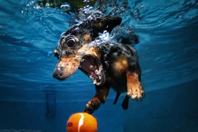 Funny Underwater Dogs By Seth Casteel