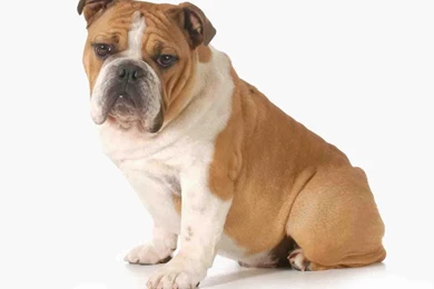 Free Funny Dog Wallpapers   Android Apps On Google Play